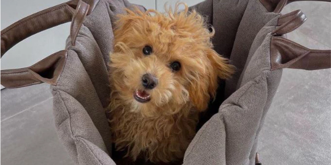 Draagtas Animal Boulevard bruin middelgrote hond